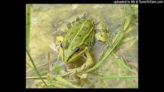 Heimische Frösche im Gartenteich [upl. by Leynad]