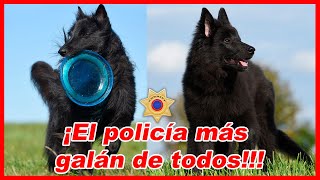 Pastor belga GROENENDAEL – CARACTERÍSTICAS y curiosidades 🐕 [upl. by Hahsi]