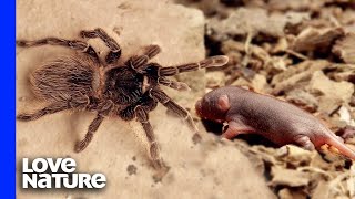 Goliath Bird Eater Tarantula vs Baby Mouse [upl. by Condon]