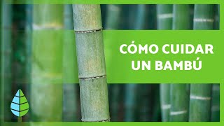 CUIDADOS del BAMBÚ 🎋en Maceta y en Tierra 🎍 ¡Sustrato Abono Riego y más [upl. by Ecerehs]