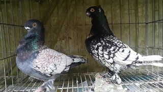 Blondinette Pigeon  Beautiful Breeding Pigeon  Fancy Pet [upl. by Eiggam]