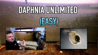 How I Raise Daphnia Water Fleas And You Can Too [upl. by Aretahs]