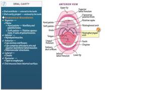 Anatomy and Physiology Oral Cavity [upl. by Niajneb939]