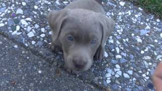 Trained my new 7 week old Silver Lab Labrador puppy to sit in 5 minutes [upl. by Ahsienet978]