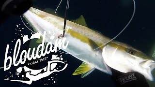 STRUISBAAI YELLOWTAIL  SPEARFISHING SOUTH AFRICA 2021 [upl. by Thaxter]