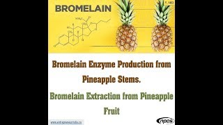 Bromelain Enzyme Production from Pineapple Stems  Bromelain Extraction from Pineapple Fruit [upl. by Ytsirhc]