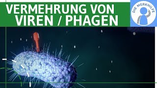 Vermehrung von Viren  Phagen einfach erklärt  Lytischer amp Lysogener Zyklus Bakterienzelle Genetik [upl. by Deidre]