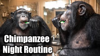 Chimpanzee Night Routine  Myrtle Beach Safari [upl. by Sila704]