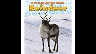 Reindeer  A Day in the Life  Stories for Kids [upl. by Enilesoj594]