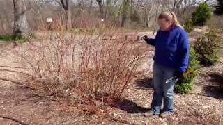 Spring Prune Your Dogwood Shrub to Maintain Color [upl. by Ninos]