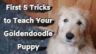 Goldendoodle Puppy Training First five tricks to train your Goldendoodle [upl. by Hibben846]