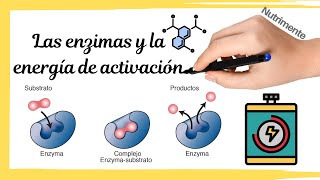 Las ENZIMAS y la ENERGÍA DE ACTIVACIÓN [upl. by Avner203]