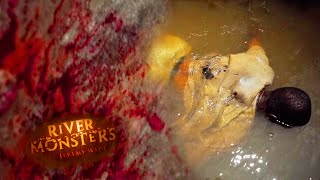 Goliath Tigerfish Latches Onto Mans Throat  HORROR STORY  River Monsters [upl. by Mw140]