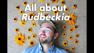 An Indepth Guide to Rudbeckia BlackEyed Susan [upl. by Oiceladni]