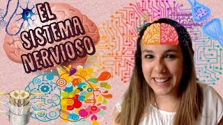 El Sistema Nervioso  BioESOsfera  Biología [upl. by Aierbma]