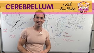 The Cerebellum [upl. by Luke]