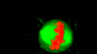 Mitosis in 3D  With Chromosome Bridge [upl. by Ennahgem]