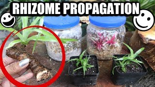 Rhizome Propagation amp Bromeliad Care  Pot amp Grow  Tips amp Tricks [upl. by Ishmul]