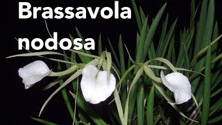 Brassavola Nodosa – IN SHEATH amp Orchid Update [upl. by Orat]