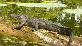 Louisiane  la culture cajun et le bayou [upl. by Betthel534]