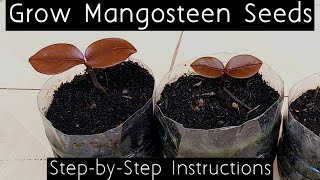 How to Grow Mangosteen Seeds English [upl. by Hcirteid]