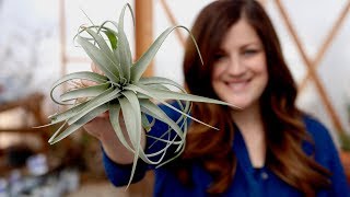 Air Plant Care Guide  Garden Answer [upl. by Dranel]