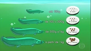 Como alimentar o pirarucu no cativeiro Globo Rural  20052018 [upl. by Broeker]