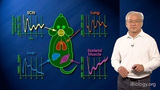 Joseph Takahashi UT SouthwesternHHMI Part 1B Circadian Clocks Clock Genes Cells and Circuits 2 [upl. by Parnell138]