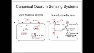 Quorum sensing in Gram negative and Gram positive bacteria [upl. by Normi893]