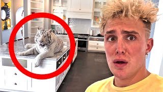 A Wild Tiger Broke Into Our House [upl. by Jami]