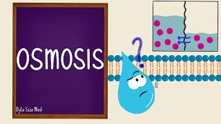 Osmosis  Osmolarity  Osmotic Equilibrium  Transport Across the Cell Membrane  Cell Physiology [upl. by Aubree]