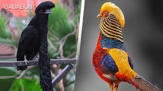 Las 9 Aves más EXÓTICAS del mundo [upl. by Reizarf]