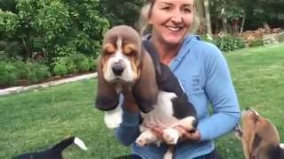 European basset hound puppies at 7 weeks [upl. by Esilrahc628]