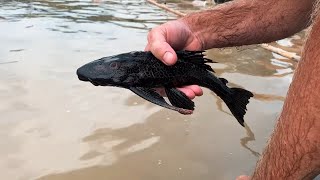 Common Plecos in the wild Peru Collecting [upl. by Devonna823]