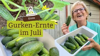 Gurken ernten  Vorfreude auf selbst eingemachte Essiggurken [upl. by Zetniuq559]