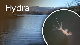 All About Hydra Description Anatomy and Feeding [upl. by Ztnaj]