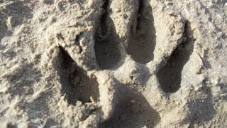 THYLACINE SIGHTING IN SOUTH AUSTRALIA 2016 [upl. by Zere675]