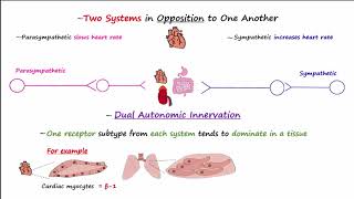 Autonomic Nervous System [upl. by Frida970]