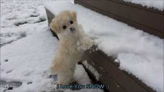 My Adorable Maltipoo  Toy Poodle Maltese Puppy  First Snow [upl. by Norford]