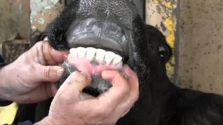 Estimating Cattle Age by Dentition [upl. by Wenger174]