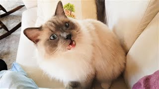 Cutest Cat Meowing for Cuddles  Ragdoll Pistache [upl. by Eerbua]