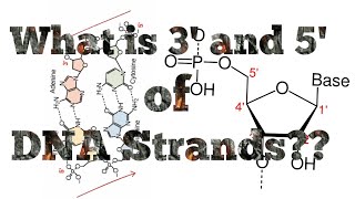 What is 3 prime and 5 prime ends of the DNA strands [upl. by Langille124]