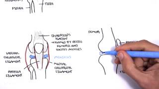 Clinical Anatomy  Knee [upl. by Betz]