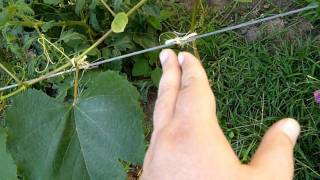 How to Train Grape Vines [upl. by Chao]