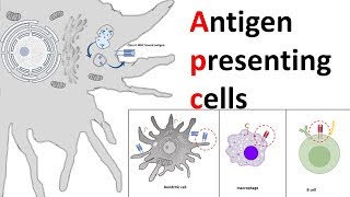 Antigen Presenting Cells APC [upl. by Nyrat]