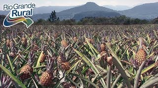 Técnica prolonga produção de abacaxi por 10 meses  Rio Grande Rural [upl. by Aneelehs838]