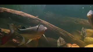 Congo Tiger Fish GOLIATH feeding [upl. by Lefton]