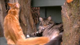 Catio  Maine Coon fun [upl. by Xonk]