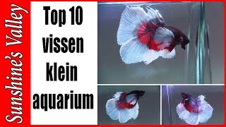 Top 10 aquariumvissen voor klein tot middelgroot aquarium  Aquarium Sunshine Valley [upl. by Eanahs]