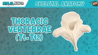 Thoracic Vertebrae T1T12 Anatomy [upl. by Eisned394]